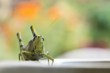 Grasshopper Bokeh