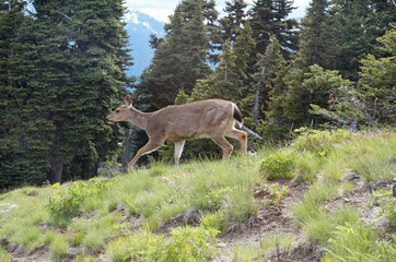 Deer Running Along On A Ridge in the Olympic Mountains in Olympic National Park, Washington State
