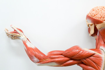 Obraz na płótnie Canvas Human hands muscle