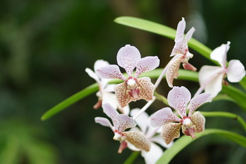 White Orchid