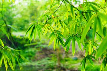 Fototapeta na wymiar Natural leaves and branches of bamboos. They are evergreen perennial plant.