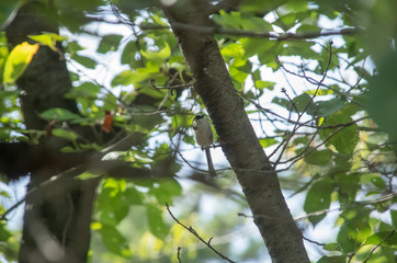 小枝にとまるエナガ