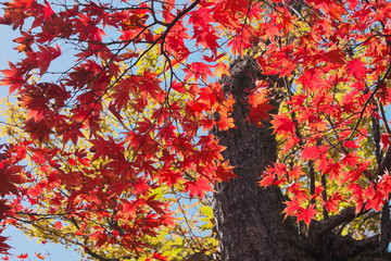 鮮やかな楓