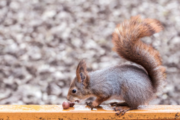 cute red squirrel sitting on a bench with nuts on blurred autumn park background