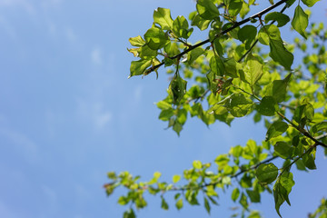 tender green and sky