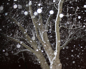 A tree during a snowfall with branches covered at night.