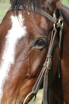 Close Up of Horse Eye