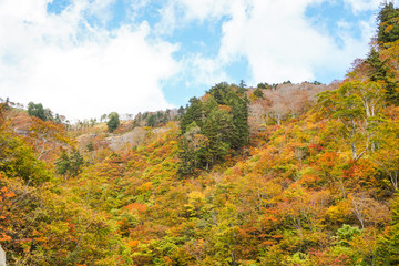 Fototapeta premium 岐阜県石川県 県境 白山白川郷ホワイトロード 秋 １０月 紅葉シーズン