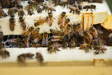 Bees