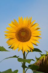 Naklejka premium Tournesol