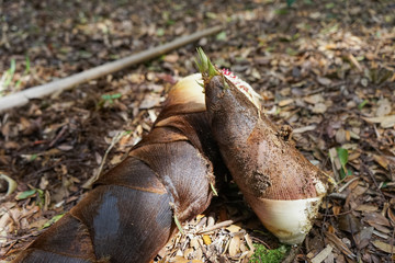 fresh bamboo shoot