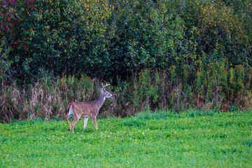 Fototapeta premium White-tailed buck deer (odocoileus virginianus) walking along the edge of a field