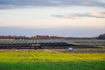 Wisconsin ginseng and winter wheat in October