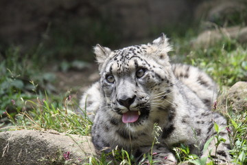 Obraz na płótnie Canvas ユキヒョウ（snow leopard）