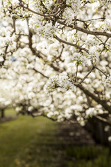 Pear blossoms