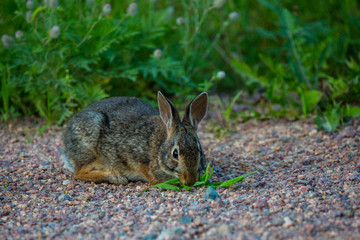 Cotton tailed rabbit (Sylvilagus floridanus) eating alongside a Wisconsin road in summer