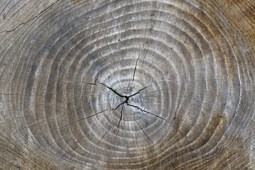 Stump with cracked wood.wood stump texture