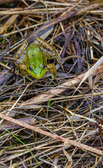 Green frog (Rana clamitans) in a Wisconsin wetland in July