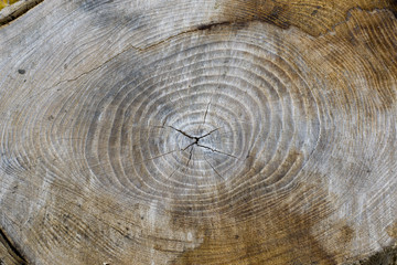 Stump with cracked wood.wood stump texture
