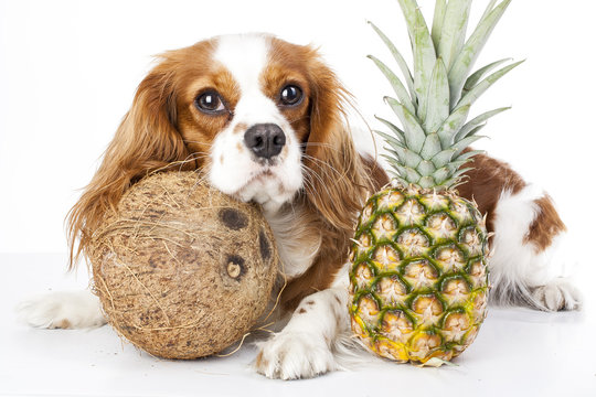 Can dogs eat fruit illustration. Tropical fruit and cavalier king charles spaniel dog. Dog with fruit food. Dog health care.