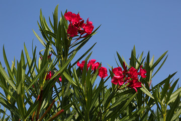 beautifully colored flowers of an oleander plant
