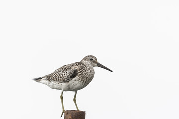 オバシギ幼鳥(great knot)