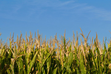 Field corn against the blue sky