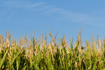 Corn tassels against the sky
