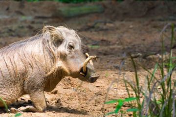 Fototapeta premium Desert Warthog Playing on Mud