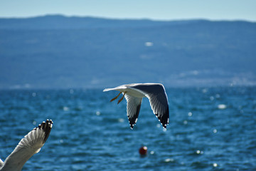 Young seagull bird flying over the blue sea/ croatia coast