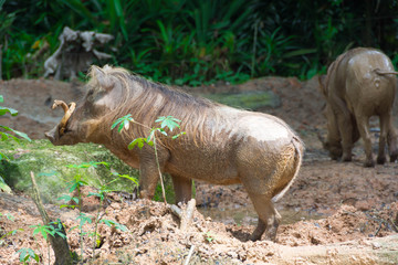 Desert Warthog Playing on Mud
