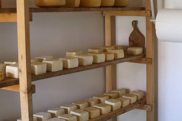 Obraz na płótnie Canvas shelf with many forms of fresh cheese during the ripening proces
