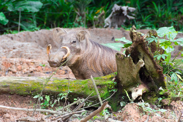 Desert Warthog Playing on Mud