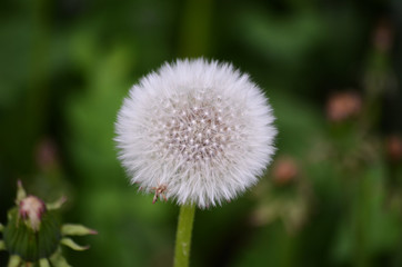 dandelion