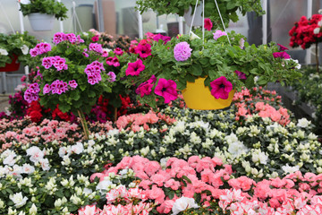 Fototapeta na wymiar vases of flowers in the large greenhouse Florist