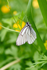 White butterfly Aporia crataegi. Aporia crataegi, the black-veined white, is a large butterfly of the family Pieridae.