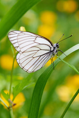 White butterfly Aporia crataegi. Aporia crataegi, the black-veined white, is a large butterfly of the family Pieridae.
