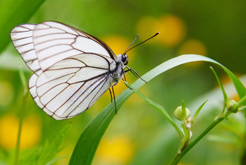 White butterfly Aporia crataegi. Aporia crataegi, the black-veined white, is a large butterfly of...