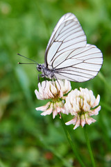 White butterfly Aporia crataegi. Aporia crataegi, the black-veined white, is a large butterfly of the family Pieridae.