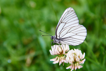 White butterfly Aporia crataegi. Aporia crataegi, the black-veined white, is a large butterfly of the family Pieridae.