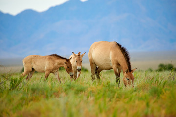 Przewalski horses in the Altyn Emel National Park in Kazakhstan.  The Przewalski's horse or Dzungarian horse, is a rare and endangered subspecies of wild horse native to the steppes of central Asia. T