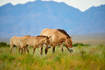 Przewalski horses in the Altyn Emel National Park in Kazakhstan.  The Przewalski's horse or...