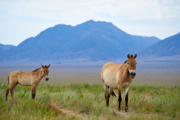 Przewalski horses in the Altyn Emel National Park in Kazakhstan.  The Przewalski's horse or Dzungarian horse, is a rare and endangered subspecies of wild horse native to the steppes of central Asia. T
