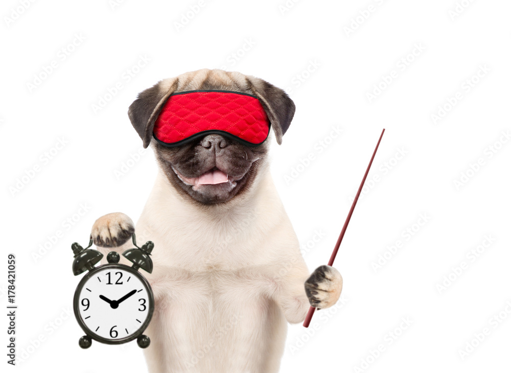 Poster Funny puppy with eye mask holds alarm clock and pointing stick.  isolated on white background