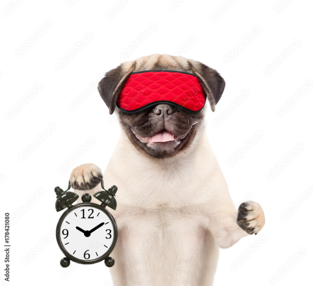 Poster funny puppy with eye mask holds alarm clock. isolated on white background