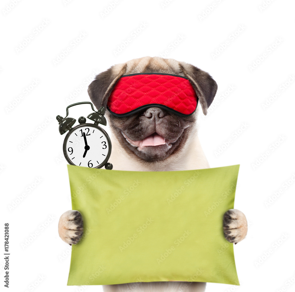 Poster funny puppy with eye mask and alarm clock holds pillow. isolated on white background