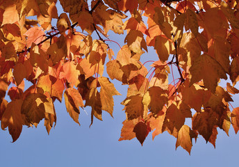 Yellow autumn leaves against the sky