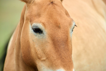 Przewalski horses in the Altyn Emel National Park in Kazakhstan.  The Przewalski's horse or...