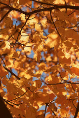 Gold yellow autumn maples leaves