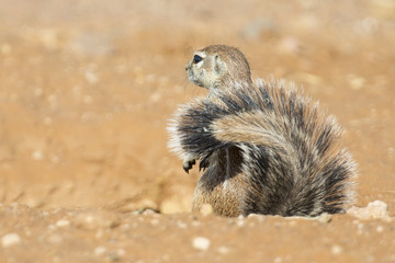 One Ground Squirrel looking for food in dry Kalahari sand artistic conversion